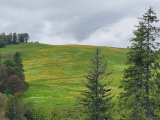 Blumenwiese am Hochtalsteig