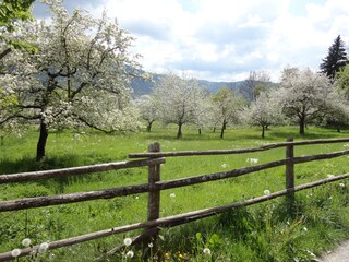 Unser Obstgarten in Blüte