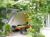 Covered terrace with flowering roses in June