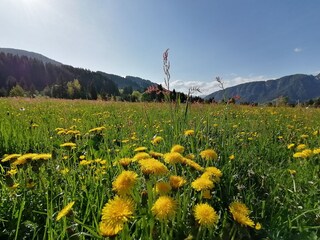 Appartamento per vacanze Auffach Registrazione all'aperto 6