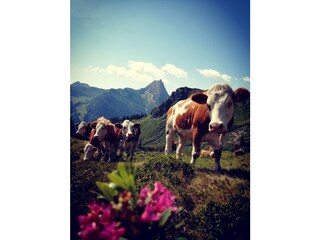 Appartamento per vacanze Auffach Registrazione all'aperto 11