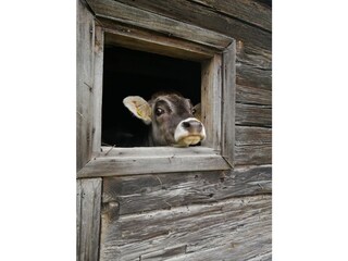 Vakantieappartement Auffach Buitenaudio-opname 12