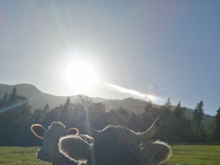 Appartamento per vacanze Auffach Registrazione all'aperto 21