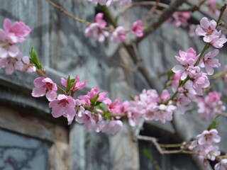 Appartamento per vacanze Auffach Ambiente 34