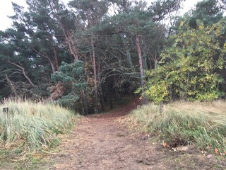 Tolle Spaziergänge im Darßwald