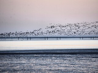 Gänse über dem Meer