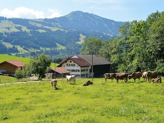 Allgäuer Braunvieh und der Wächter des Allgäus