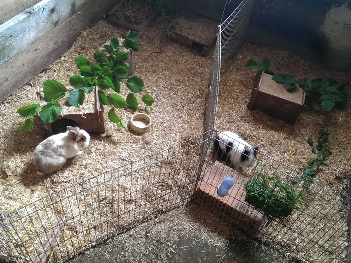 Kaninchen und Meerschweinchen