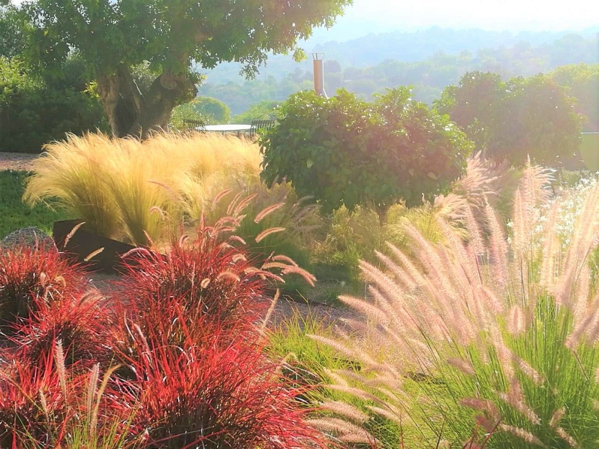 Gräsergarten mit Bergblick