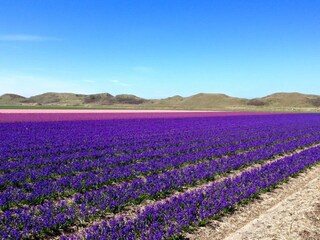 im April,Mai und June, schonen Blumen auf Texel