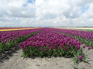 Blumenzwiebeln in der Nähe von Petten