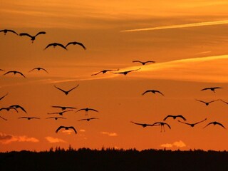 Ferienhaus Zingst Ausstattung 37