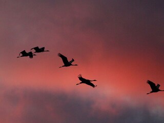 Ferienhaus Zingst Ausstattung 37