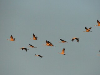 Ferienhaus Zingst Ausstattung 31