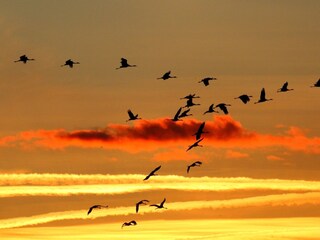 Holiday house Zingst Features 33