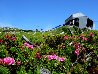 Alpenrosen unter der Alpspitze