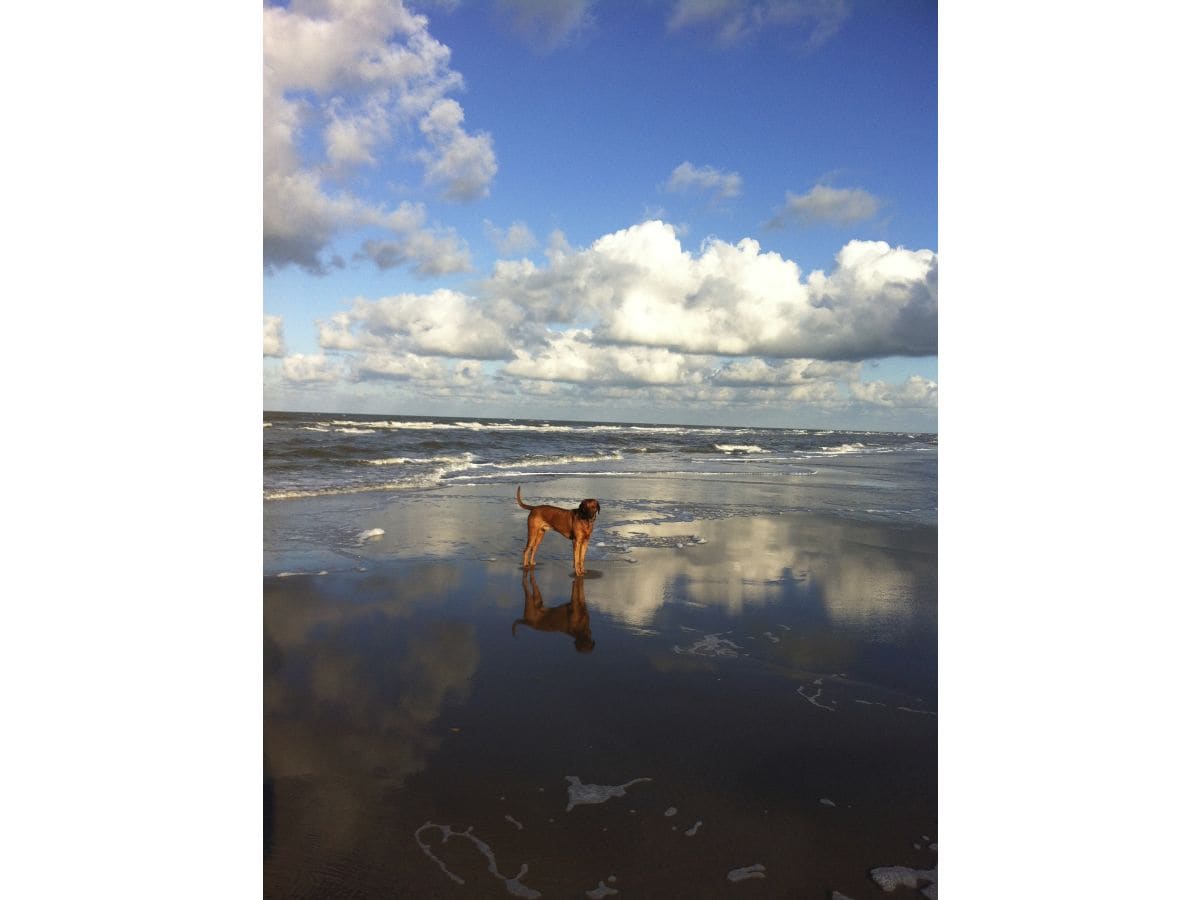 Spaziergang mit dem Hund am Strand