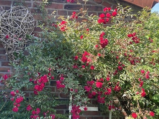 Rosen am Spalier