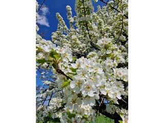Ferienwohnung Endingen am Kaiserstuhl Umgebung 22