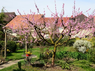 Ferienwohnung Endingen am Kaiserstuhl Außenaufnahme 2