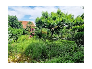 Ferienwohnung Endingen am Kaiserstuhl Außenaufnahme 5