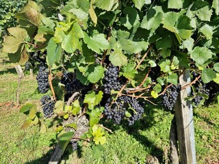 Ferienwohnung Endingen am Kaiserstuhl Umgebung 29