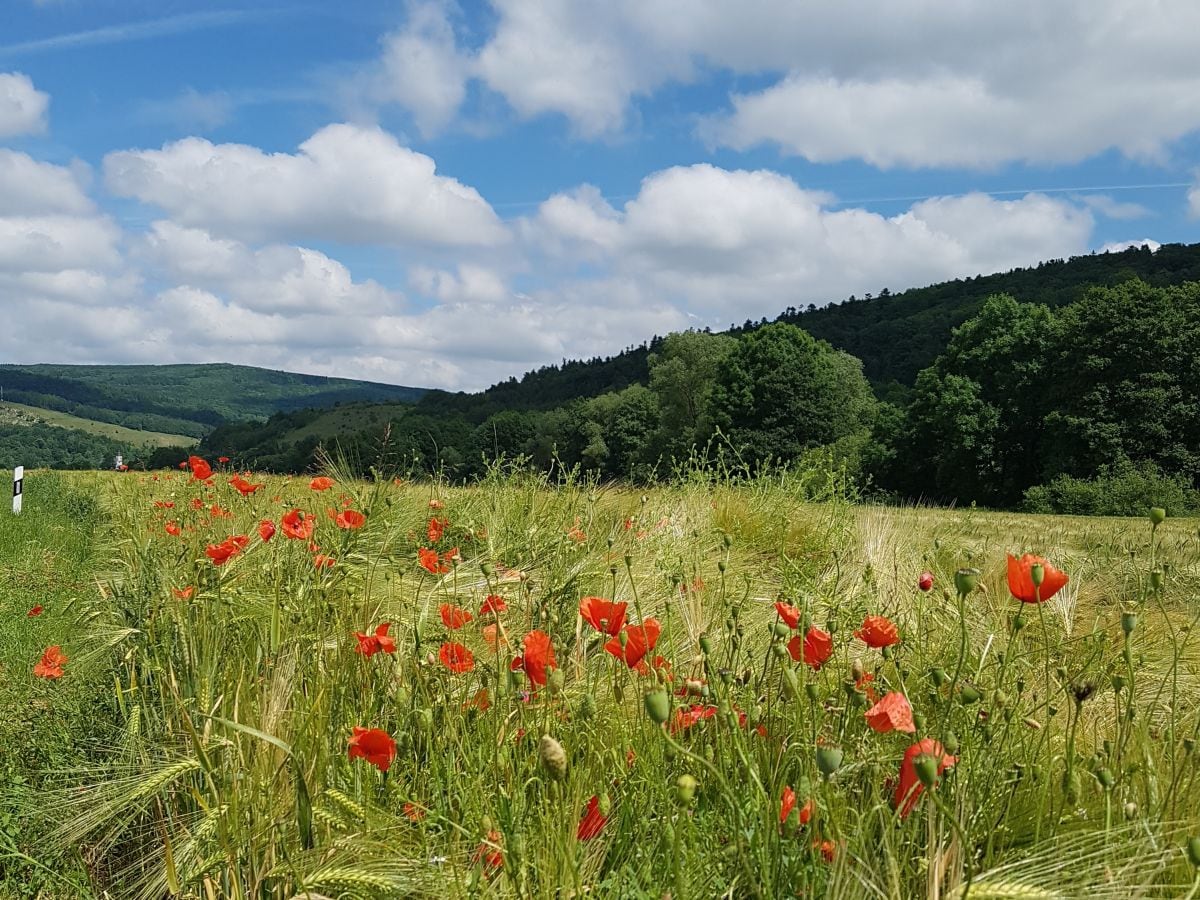 Impressionen in unserem Weidtal