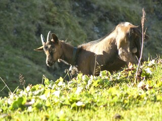 Fattoria Wildschönau-Oberau Ambiente 20