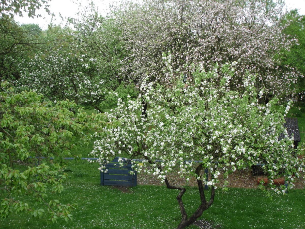 Frühling im Obstgarten