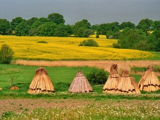 Rapeseed fields by Wreechen/Putbus