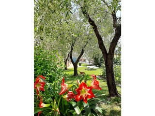 Casa per le vacanze Brenzone sul Garda Registrazione all'aperto 12