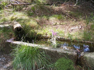 Soooo schön- mitten im Wald