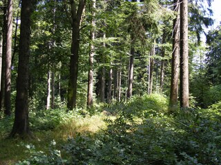 ... der bayrische Wald von seiner schönsten Seite