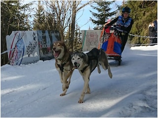 Schlittenhunderennen in Haidmühle