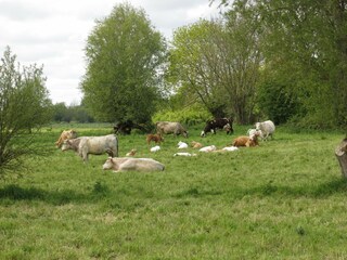 Casa per le vacanze Fresville Registrazione all'aperto 6