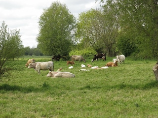 Ferienhaus Fresville  19
