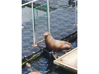 Das Robbenforschungszentrum Warnemünde