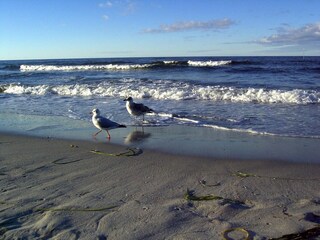 Holiday apartment Zingst Features 22