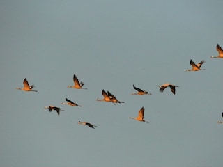 Ferienwohnung Zingst Ausstattung 28