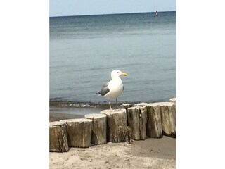 Buhnen am Strand