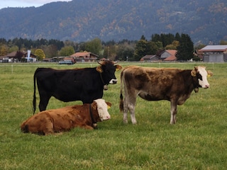 Ferienwohnung Rieden am Forggensee Umgebung 30