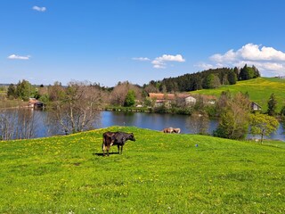 Ferienwohnung Rieden am Forggensee Umgebung 32