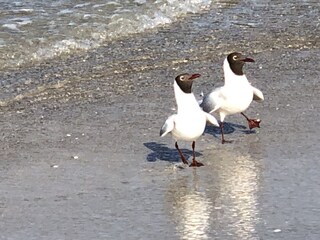 Vakantieappartement Zingst Omgeving 13