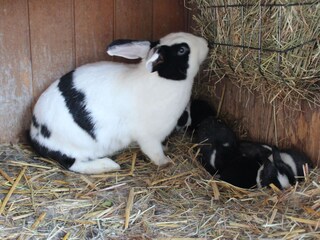 Hasennachwuchs