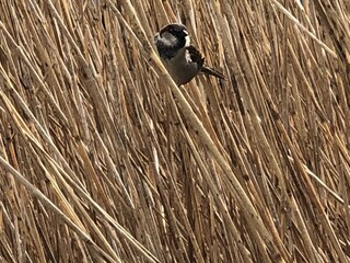 Appartamento per vacanze Zingst Ambiente 25