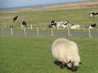 Schafe auf dem Deich und Kühe im Deichvorland